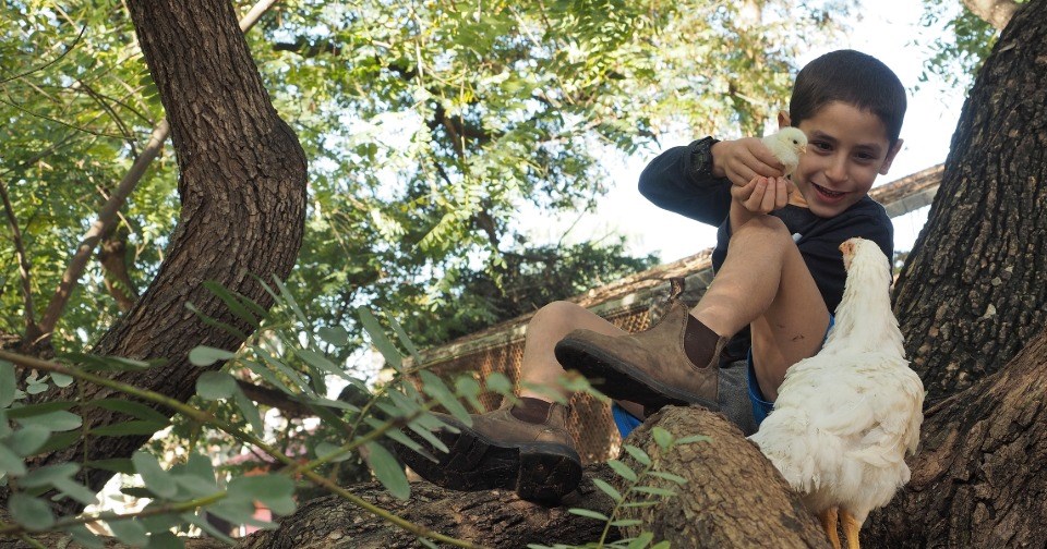 Petting Zoo in Mizra